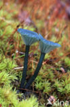 Omphalina chlorocyanea