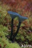 Omphalina chlorocyanea