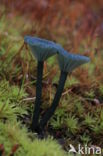 Blauwgroen trechtertje (Omphalina chlorocyanea)