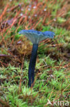 Blauwgroen trechtertje (Omphalina chlorocyanea)