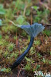 Blauwgroen trechtertje (Omphalina chlorocyanea)