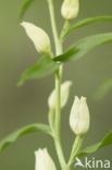 White Helleborine (Cephalanthera damasonium)