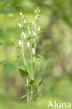White Helleborine (Cephalanthera damasonium)