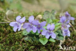 Bleeksporig bosviooltje (Viola riviniana)