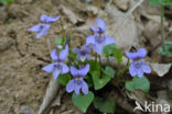 Bleeksporig bosviooltje (Viola riviniana)