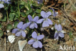 Bleeksporig bosviooltje (Viola riviniana)