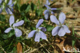 Bleeksporig bosviooltje (Viola riviniana)