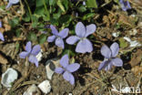 Bleeksporig bosviooltje (Viola riviniana)