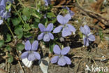 Bleeksporig bosviooltje (Viola riviniana)