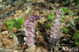 Bleke schubwortel (Lathraea squamaria)