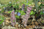 Toothwort (Lathraea squamaria)