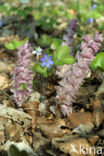 Bleke schubwortel (Lathraea squamaria)