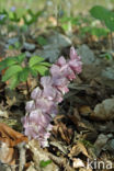 Bleke schubwortel (Lathraea squamaria)