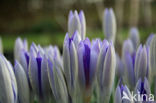 Early Crocus (Crocus tommasinianus)