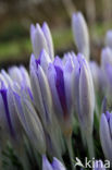 Boerenkrokus (Crocus tommasinianus)