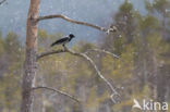 Hooded Crow (Corvus cornix)