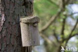 European Pied Flycatcher (Ficedula hypoleuca)