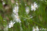 Wood Anemone (Anemone nemorosa)