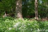 Bosanemoon (Anemone nemorosa)