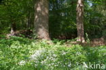 Bosanemoon (Anemone nemorosa)