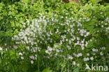 Wood Anemone (Anemone nemorosa)