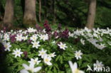 Bosanemoon (Anemone nemorosa)