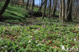 Bosanemoon (Anemone nemorosa)