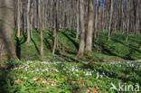 Bosanemoon (Anemone nemorosa)