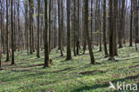 Bosanemoon (Anemone nemorosa)