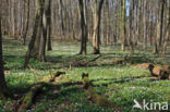 Bosanemoon (Anemone nemorosa)