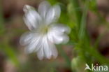 Bosanemoon (Anemone nemorosa)