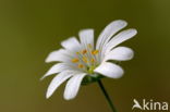 Bosanemoon (Anemone nemorosa)