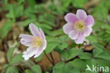 Bosanemoon (Anemone nemorosa)