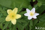 Bosanemoon (Anemone nemorosa)