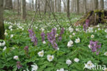 Bosanemoon (Anemone nemorosa)