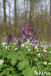 Bosanemoon (Anemone nemorosa)