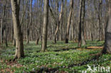 Wood Anemone (Anemone nemorosa)