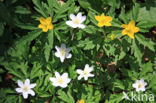 Bosanemoon (Anemone nemorosa)