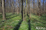 Bosanemoon (Anemone nemorosa)