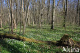 Wood Anemone (Anemone nemorosa)