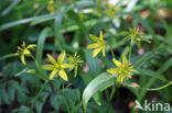 Yellow Star-of-Bethlehem (Gagea lutea)