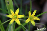 Bosgeelster (Gagea lutea)