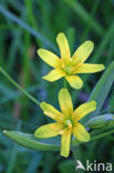 Yellow Star-of-Bethlehem (Gagea lutea)