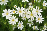 Bosmuur (Stellaria nemorum)