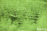 Bospaardenstaart (Equisetum sylvaticum)