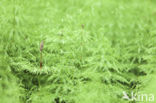 Bospaardenstaart (Equisetum sylvaticum)