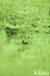 Bospaardenstaart (Equisetum sylvaticum)