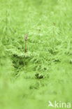 Bospaardenstaart (Equisetum sylvaticum)