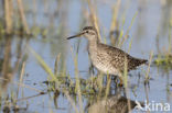 Wood Sandpiper (Tringa glareola)