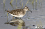 Wood Sandpiper (Tringa glareola)